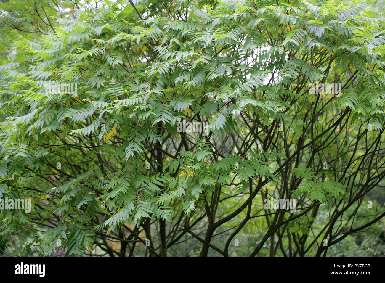 La Staghorn Sumach, Rhus typhina, Anacardiaceae, Nord America Orientale. Foto Stock