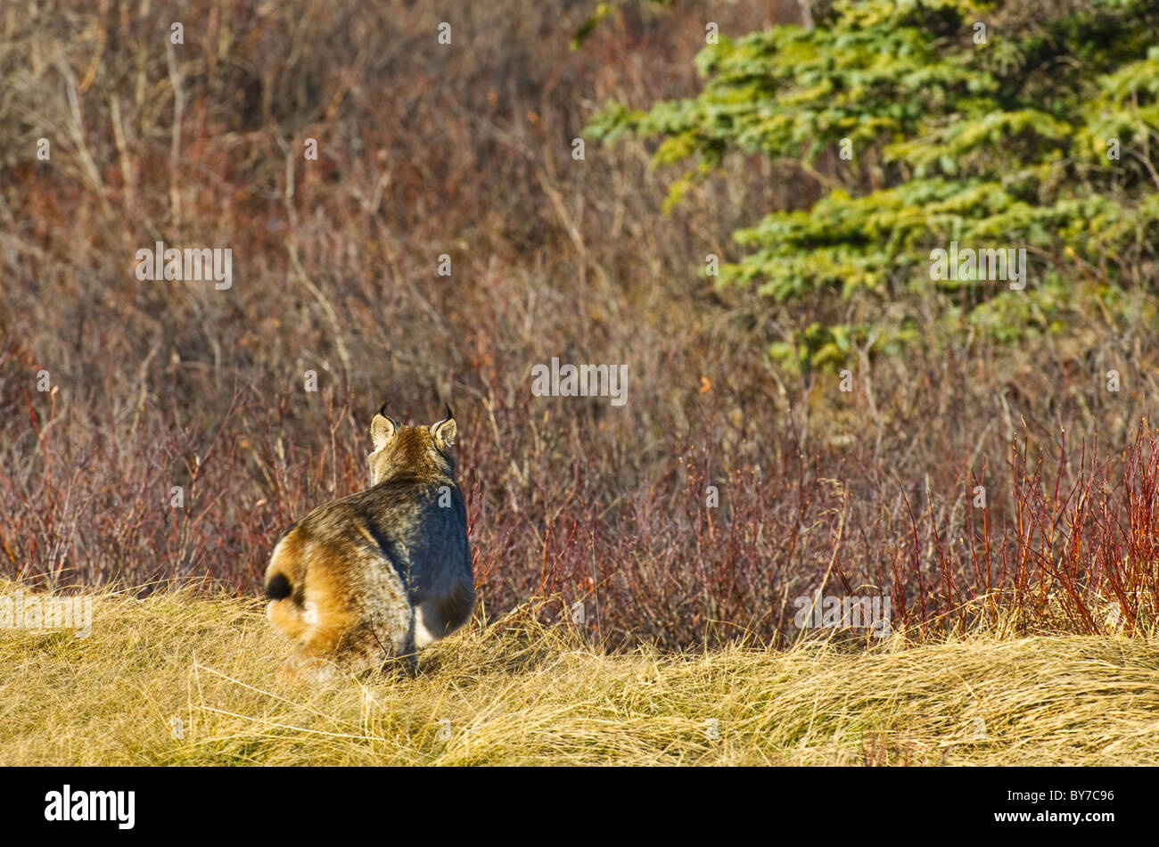 Una lince canadese a piedi. Foto Stock