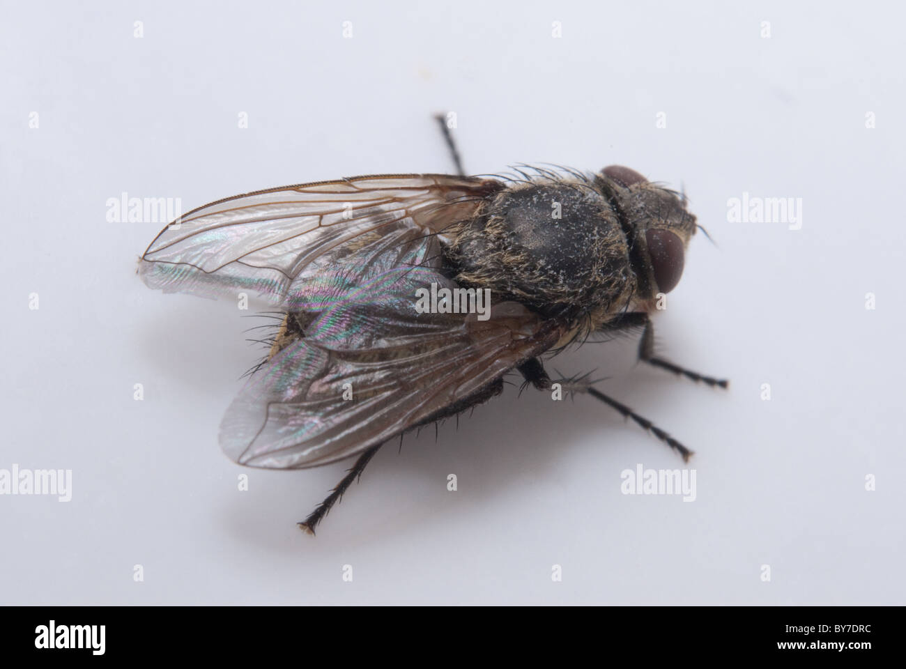 Cluster Fly (Pollenia rudis) Michigan STATI UNITI Foto Stock