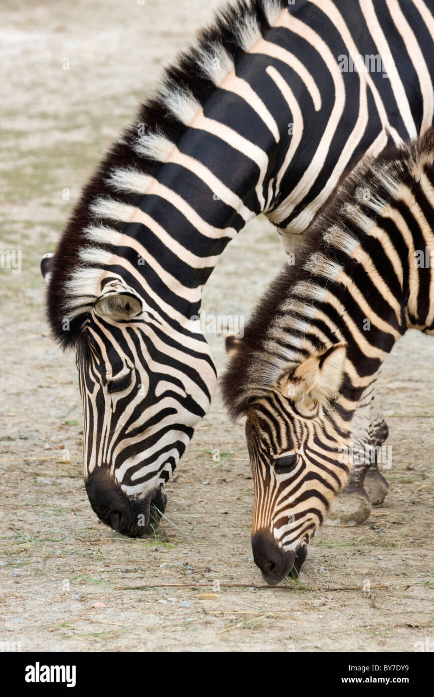 Chapmann's Zebra (Equus quagga chapmani, Equus burchellii chapmanni, Equus burchellii selousi, Hippotigris burchelli chapmanni) Foto Stock