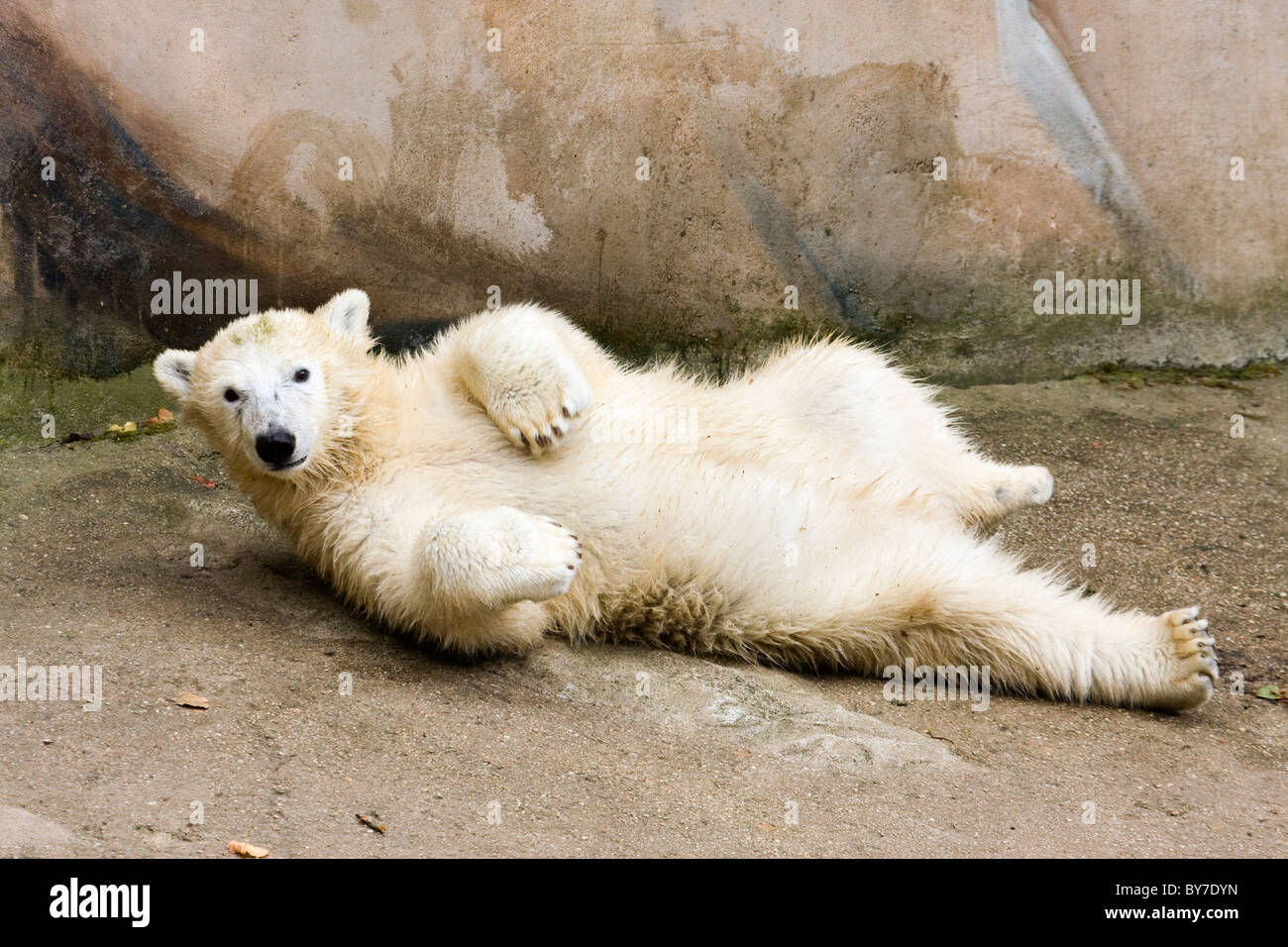 Kid di Orso Polare (Ursus maritimus, Thalarctos maritimus) Foto Stock