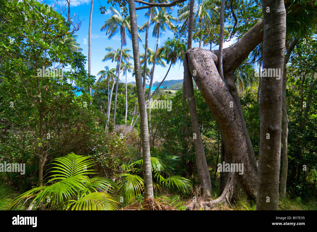 La foresta tropicale sull'Isola di Lord Howe Foto Stock