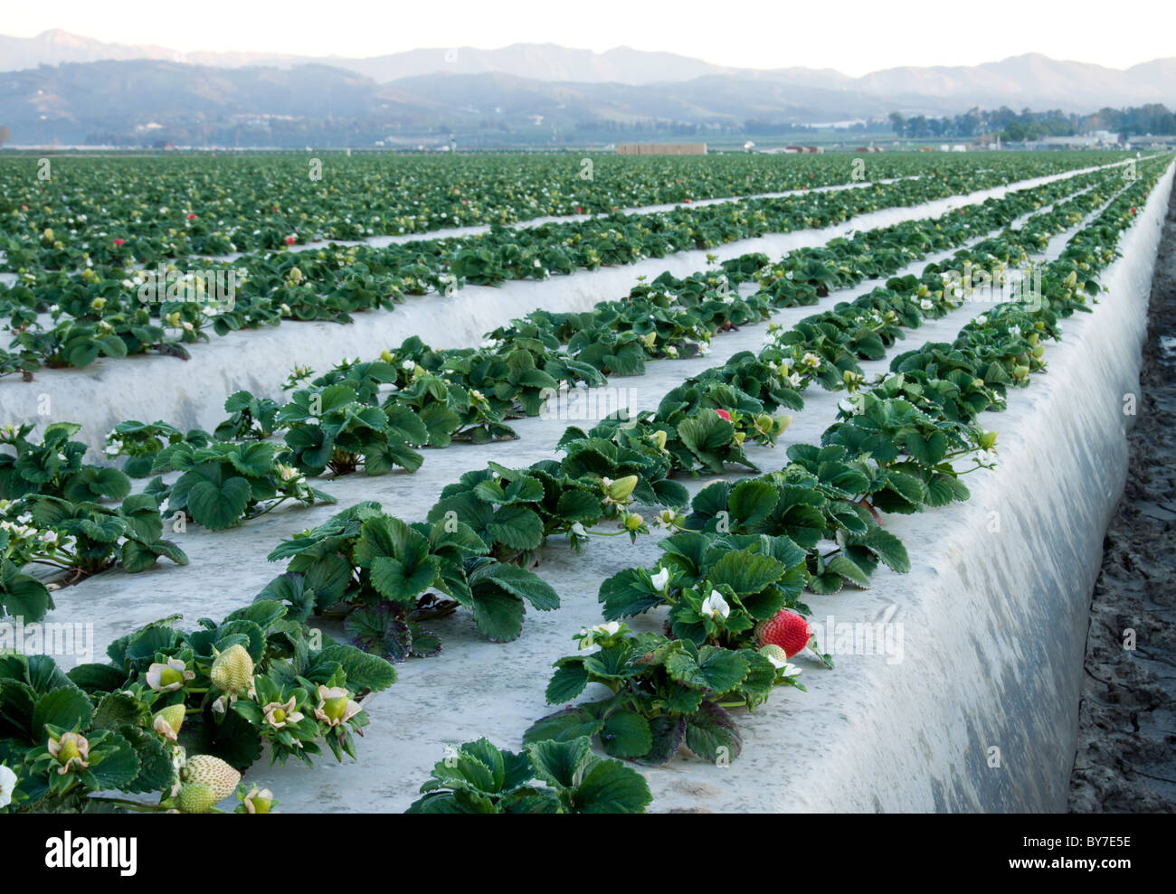 In inverno il raccolto di fragole in California USA Foto Stock