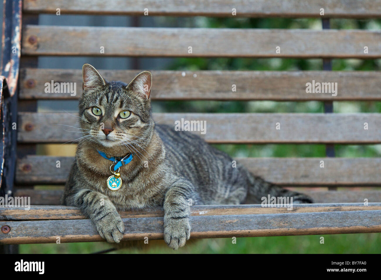 Gatto domestico giace sulla panchina da giardino in cortile, orecchie perked avanti, guardando attentamente per topi Foto Stock