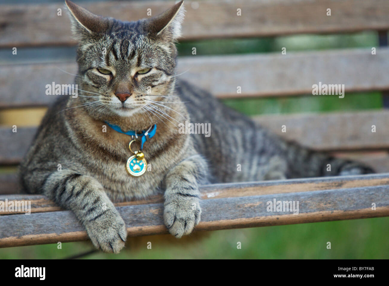 Gatto domestico getting sleepy sulla panchina da giardino in cortile, occhi mezzo chiuso e le orecchie indietro, rilassato in ombra Foto Stock