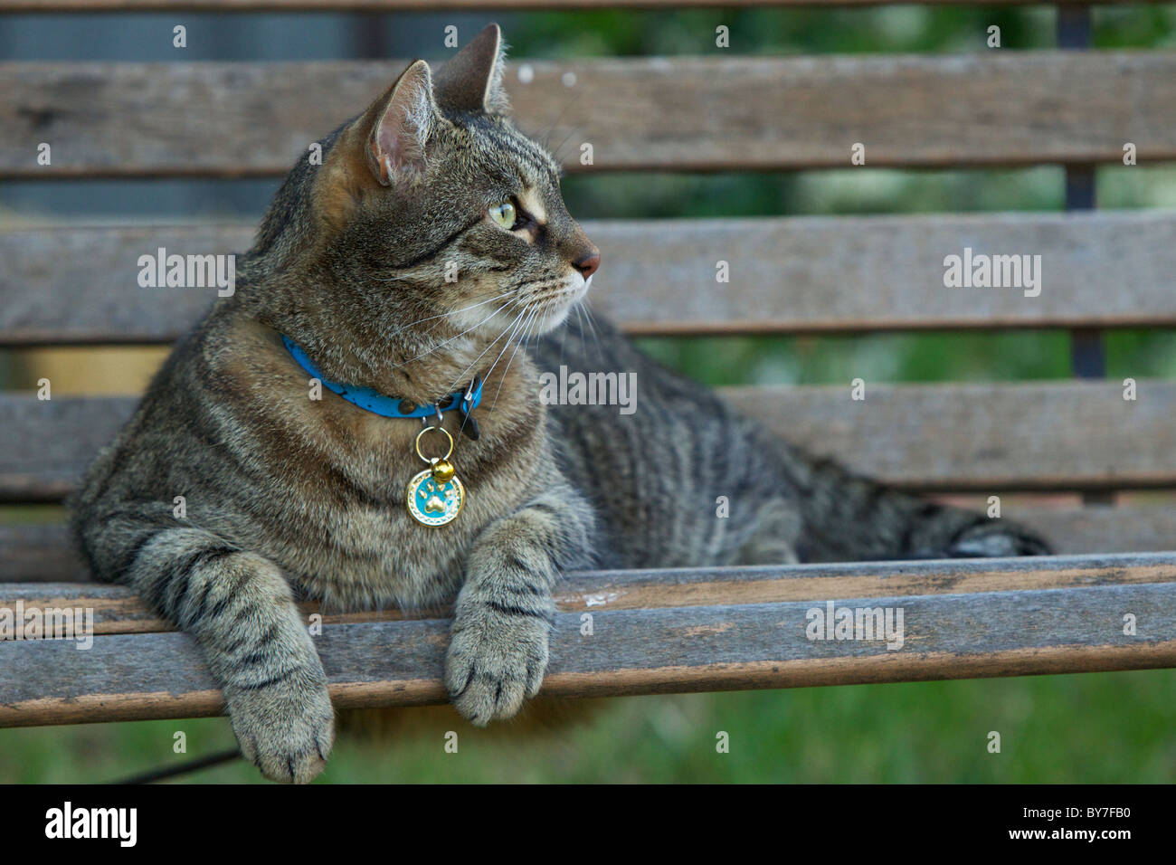 Gatto domestico getting sleepy sulla panchina da giardino in cortile, guardando al lato con orecchie perked ascolto in avanti per topi Foto Stock