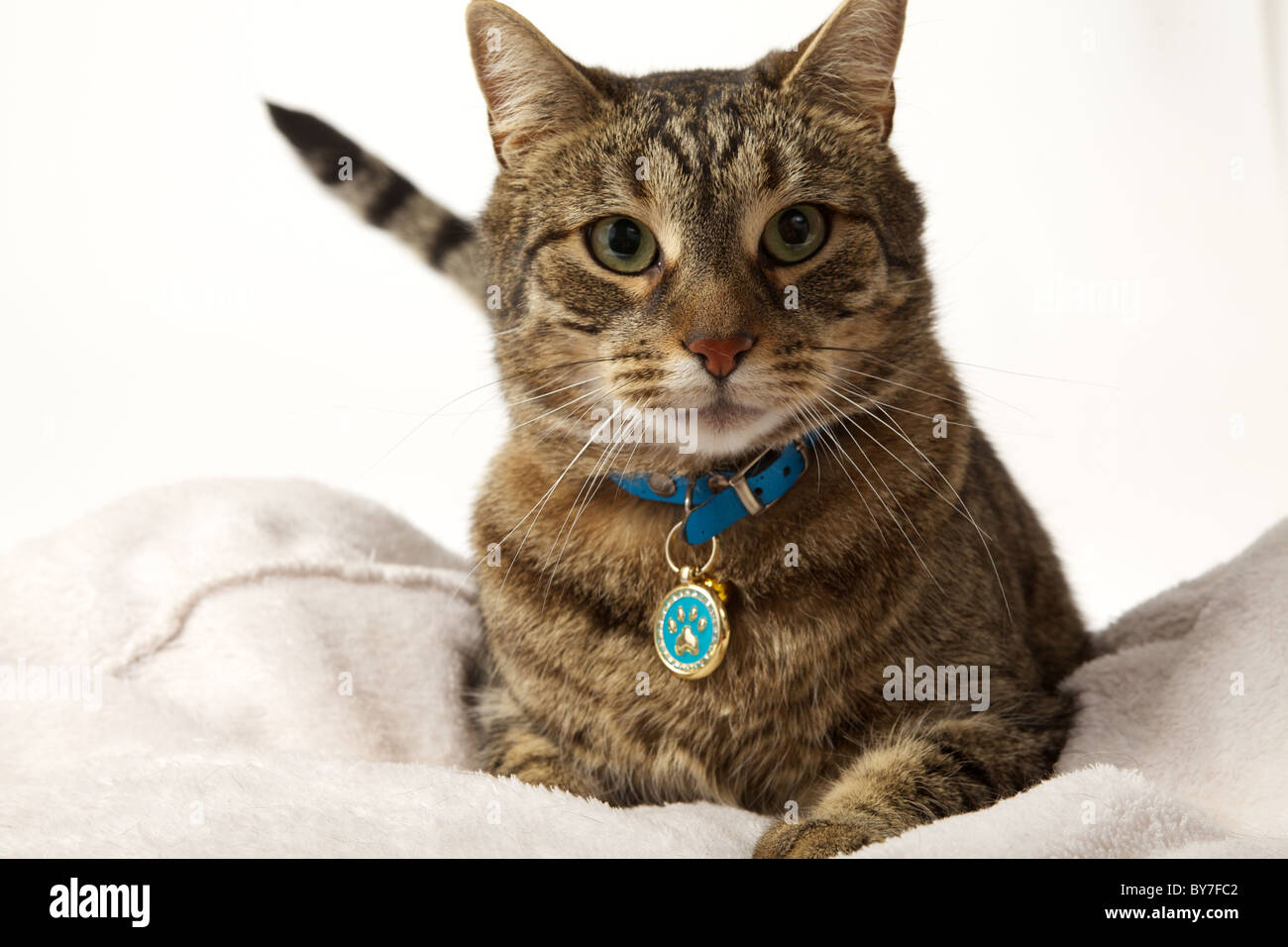 Tabby domestico gatto di casa, giacente sul suo stomaco su Morbido asciugamano bianco, studio shot Foto Stock