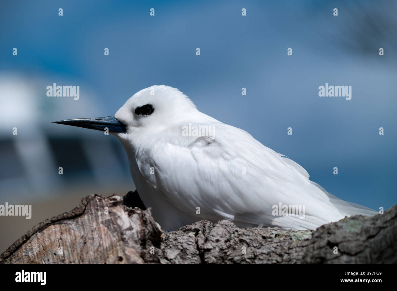 Bianco (Tern Gygis alba) seduto sul uovo Foto Stock