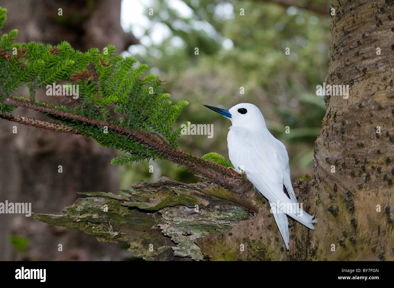 Bianco (Tern Gygis alba) su uovo in Isola Norfolk pino Foto Stock