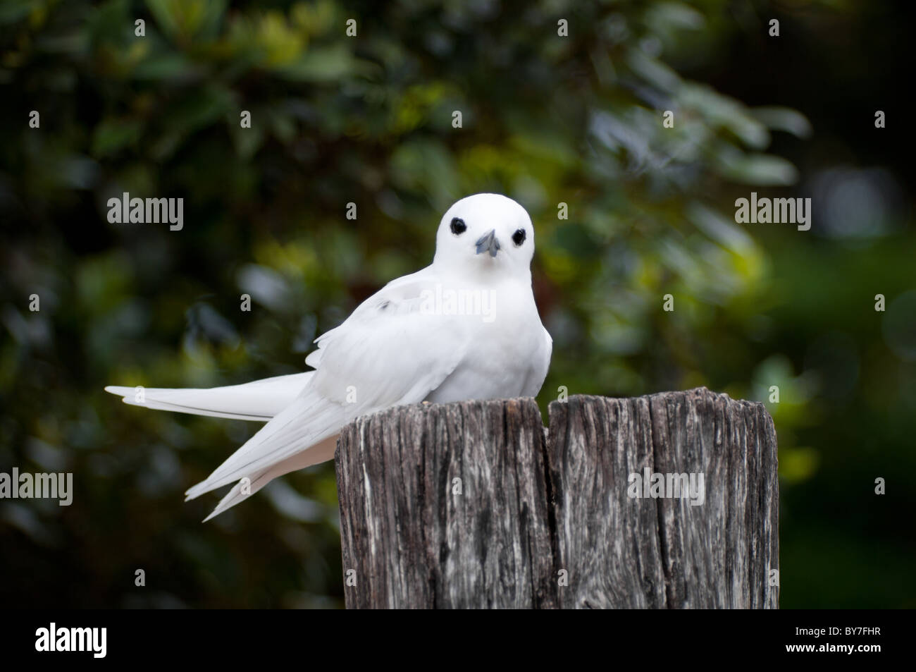 Bella bianca Tern (Gygis alba) nesting sul post Foto Stock