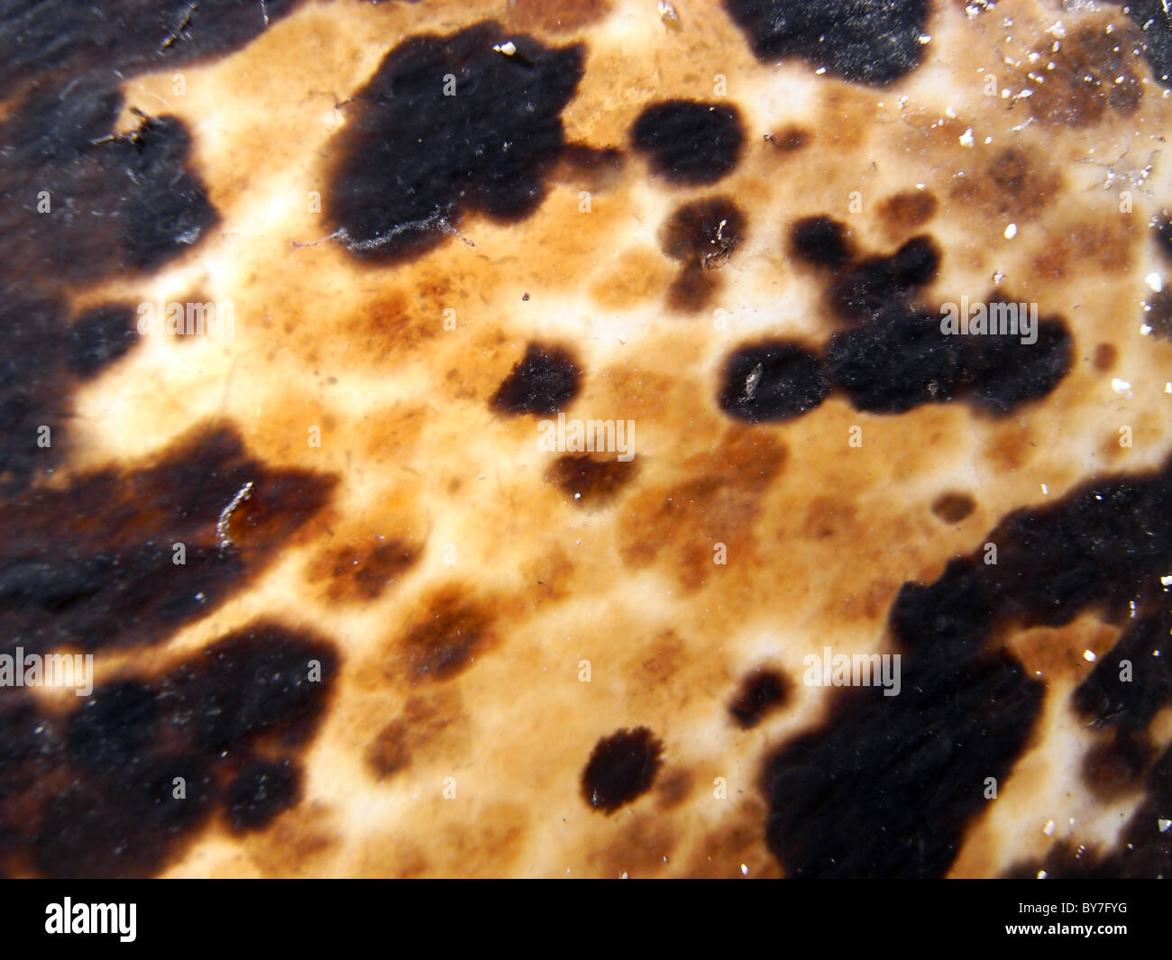 Primo piano della materie tartaruga Foto Stock