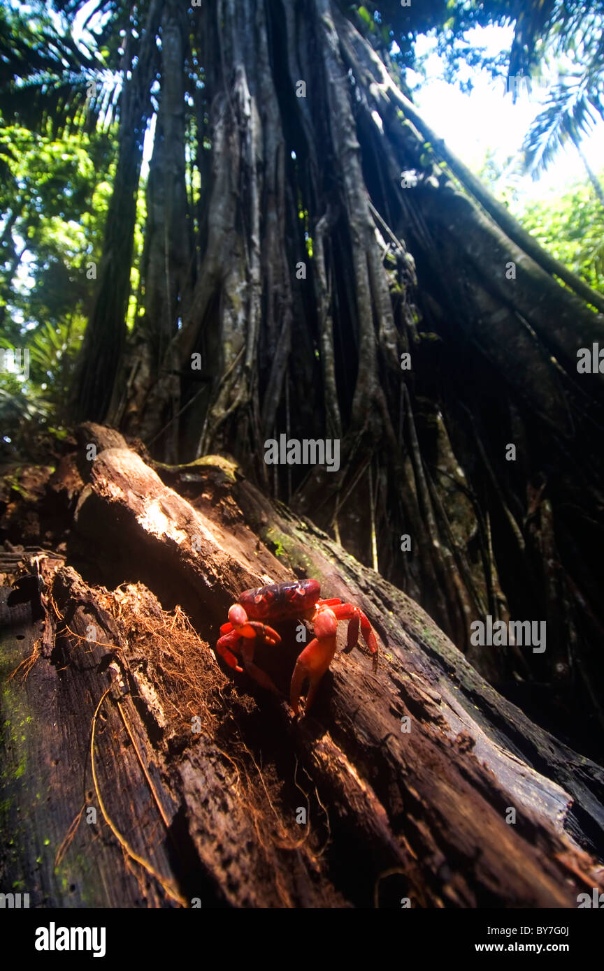 Granchio rosso (Gecarcoidea natalis) sul marciume log in foresta pluviale vicino a Hugh's Dale, Christmas Island National Park, Australia Foto Stock
