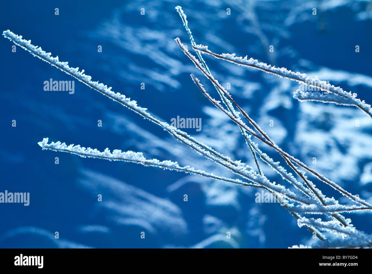 Il Brunch, cristalli di ghiaccio, inverno Foto Stock