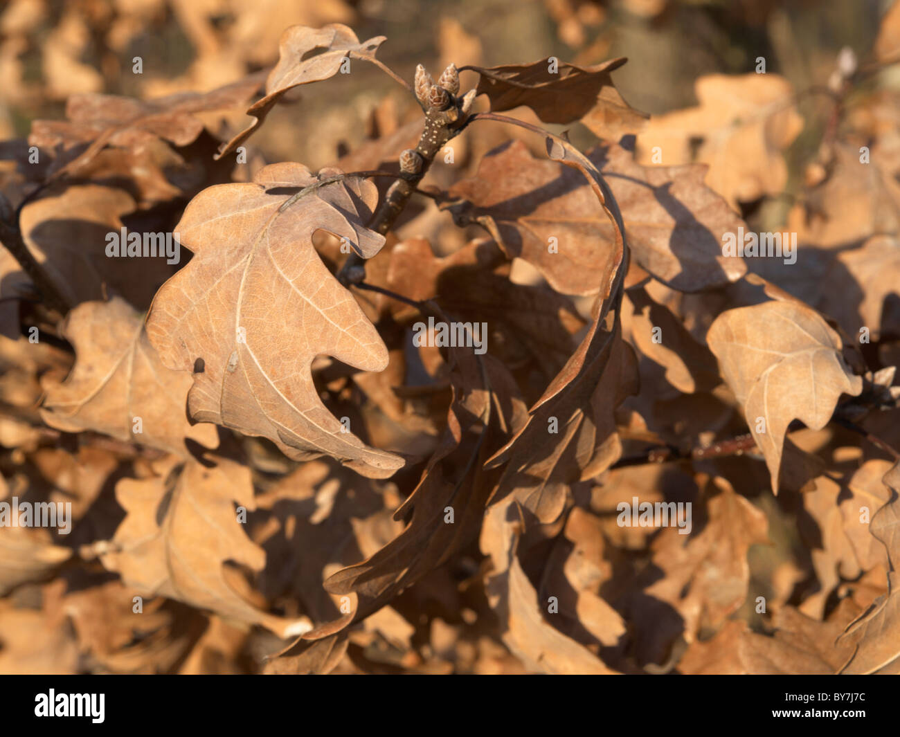 A secco di foglie di quercia su un terreno forestale Foto Stock
