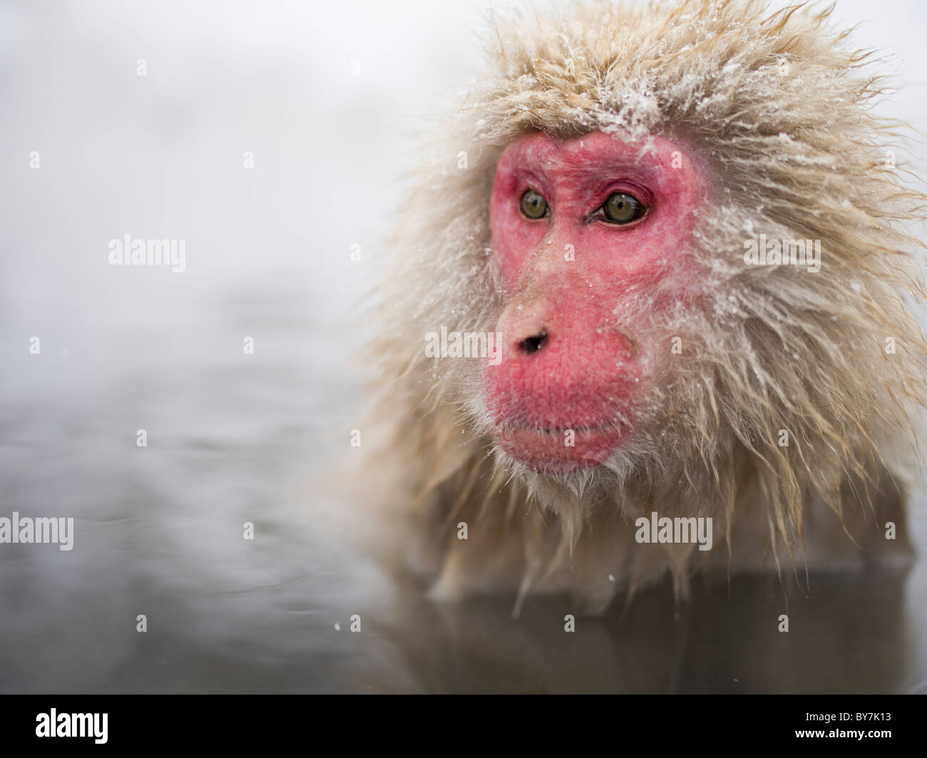 Neve giapponese scimmie Jigokudani Onsen, Prefettura di Nagano Foto Stock