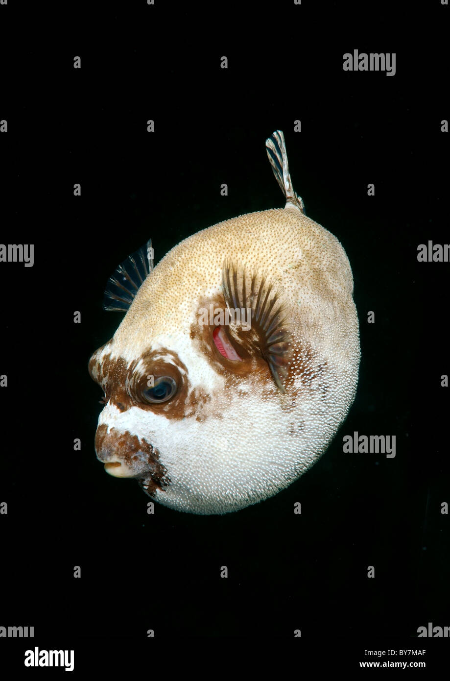 Puffer mascherato (arothron diadematus) Foto Stock