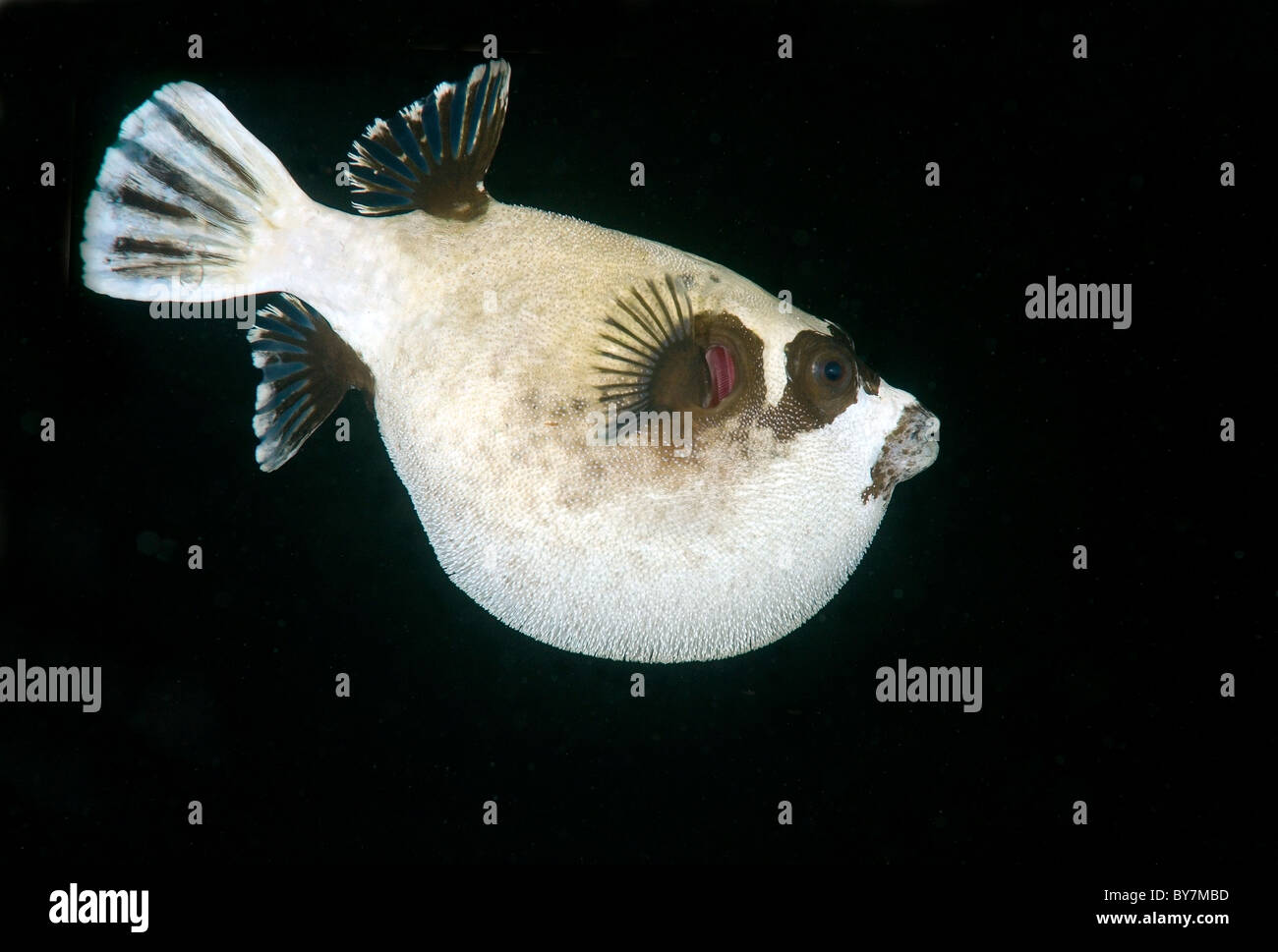 Puffer mascherato (arothron diadematus) Foto Stock