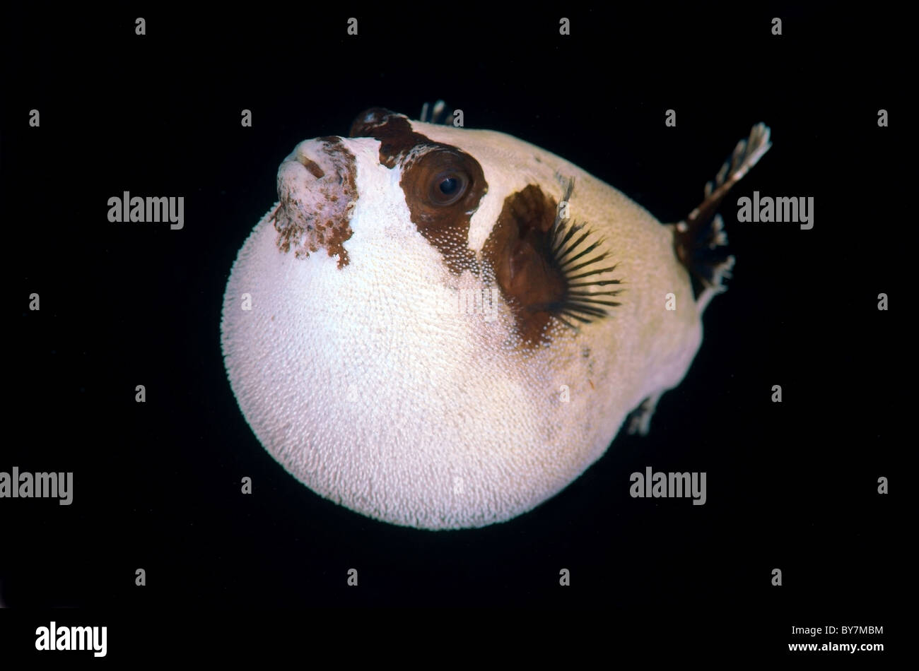 Puffer mascherato (arothron diadematus) Foto Stock