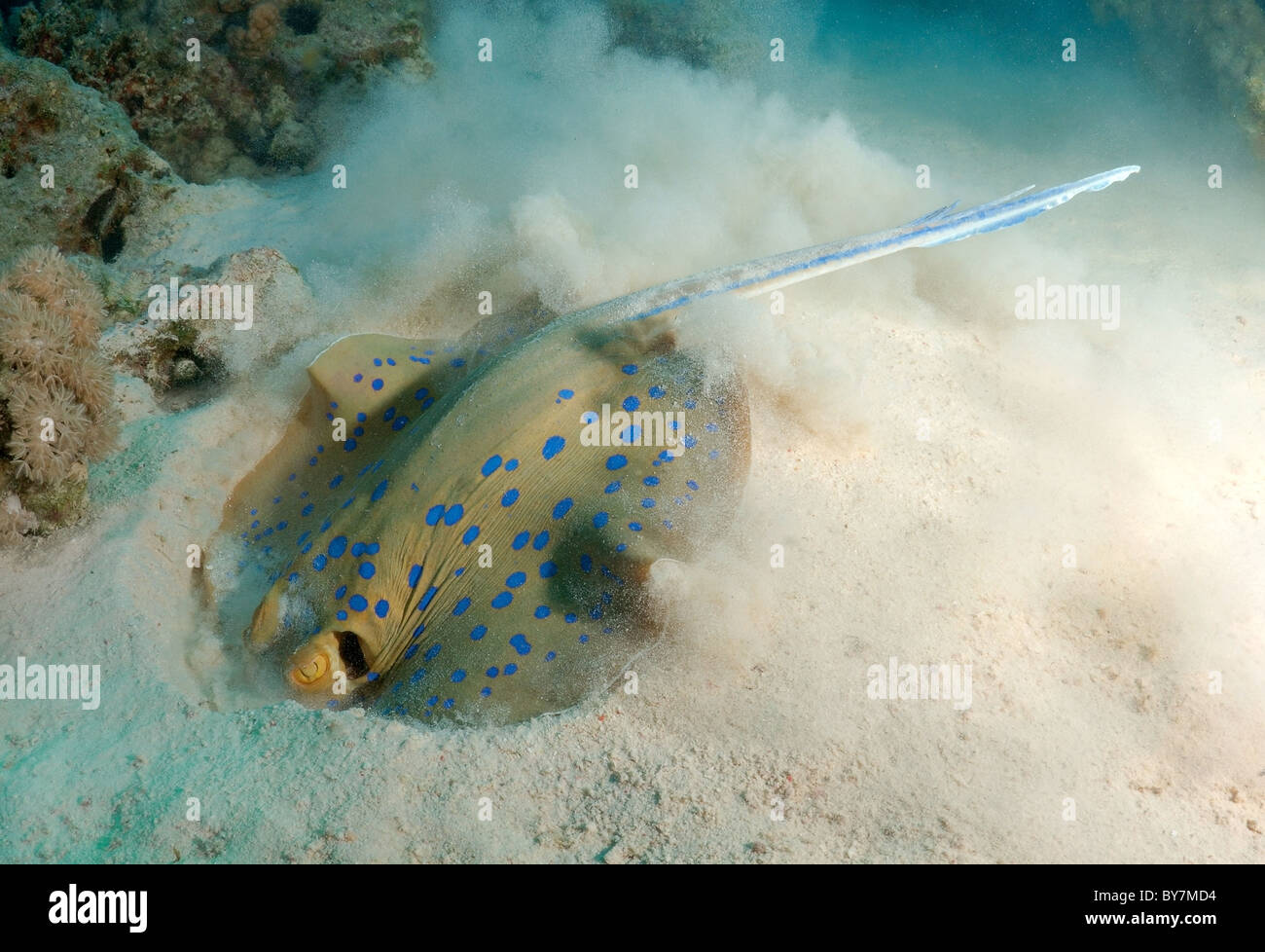 Taeniura lymma (Blue Spotted stingray) esegue la ricerca di cibo nella sabbia Foto Stock