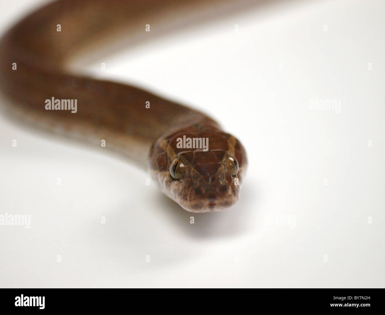 Africa Snake Marrone Foto Stock