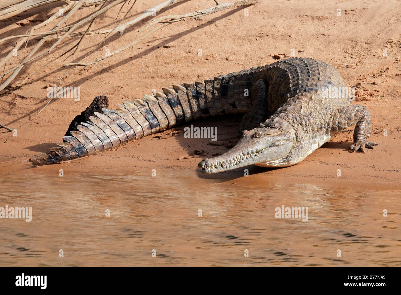 Grande coccodrillo di acqua dolce (Crocodylus johnstoni), il Parco Nazionale Kakadu, Territorio del Nord, l'Australia Foto Stock
