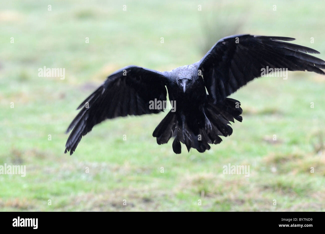 Raven è venuta per lo sbarco Foto Stock