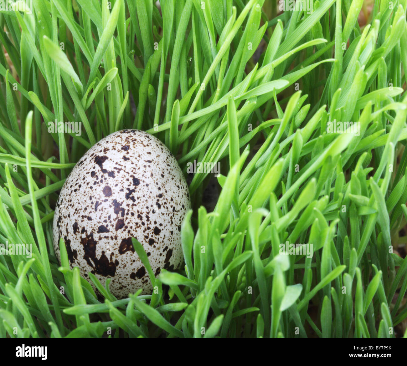Uovo di quaglia in erba verde Foto Stock