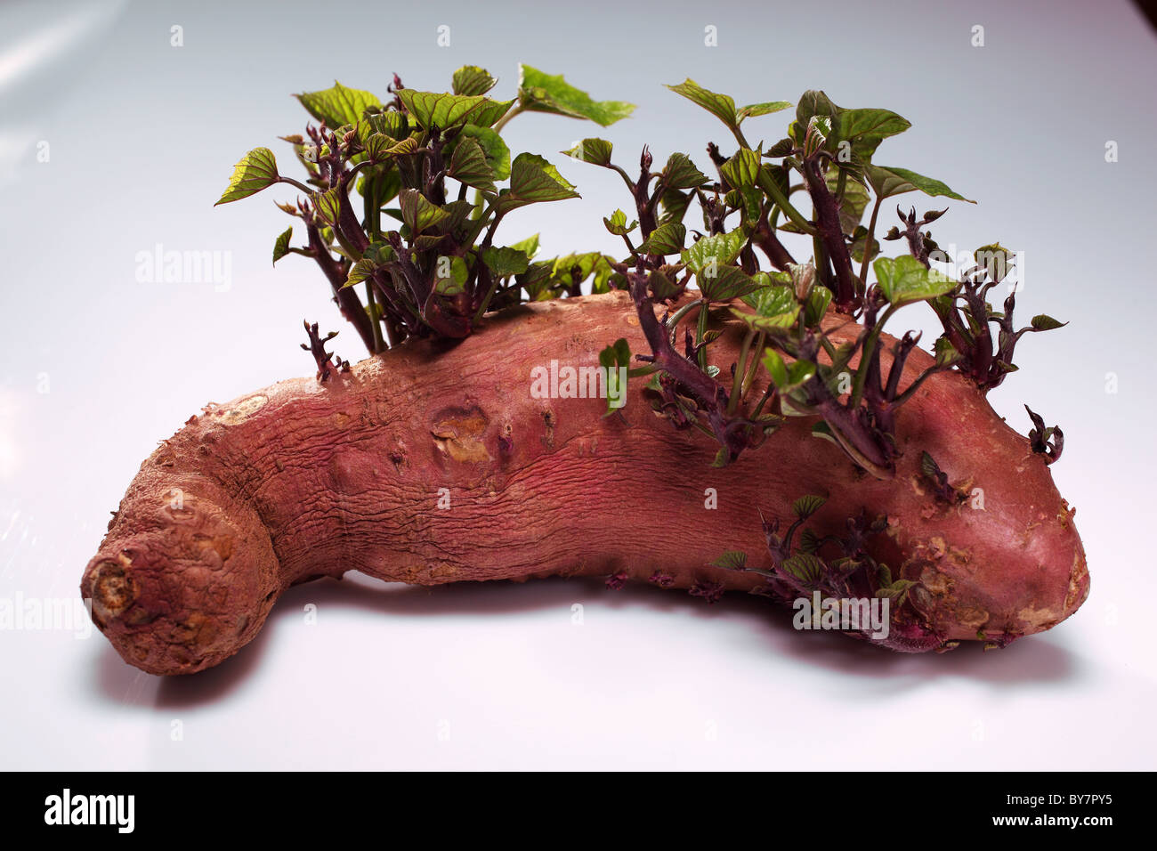 Coltivazione di patate dolci foglie verde Foto Stock
