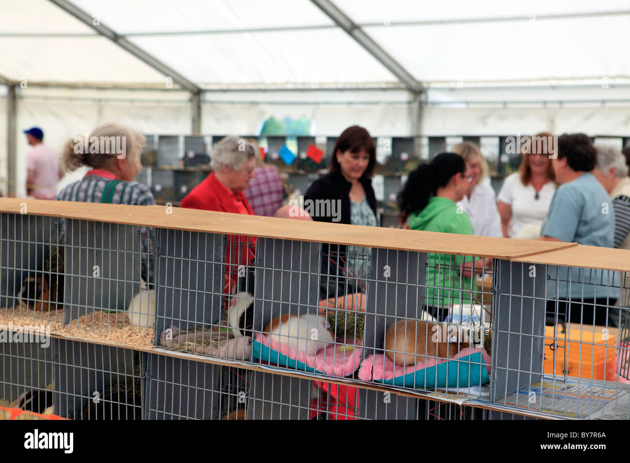 Regno Unito west sussex parham west sussex county fair il criceto visualizza Foto Stock