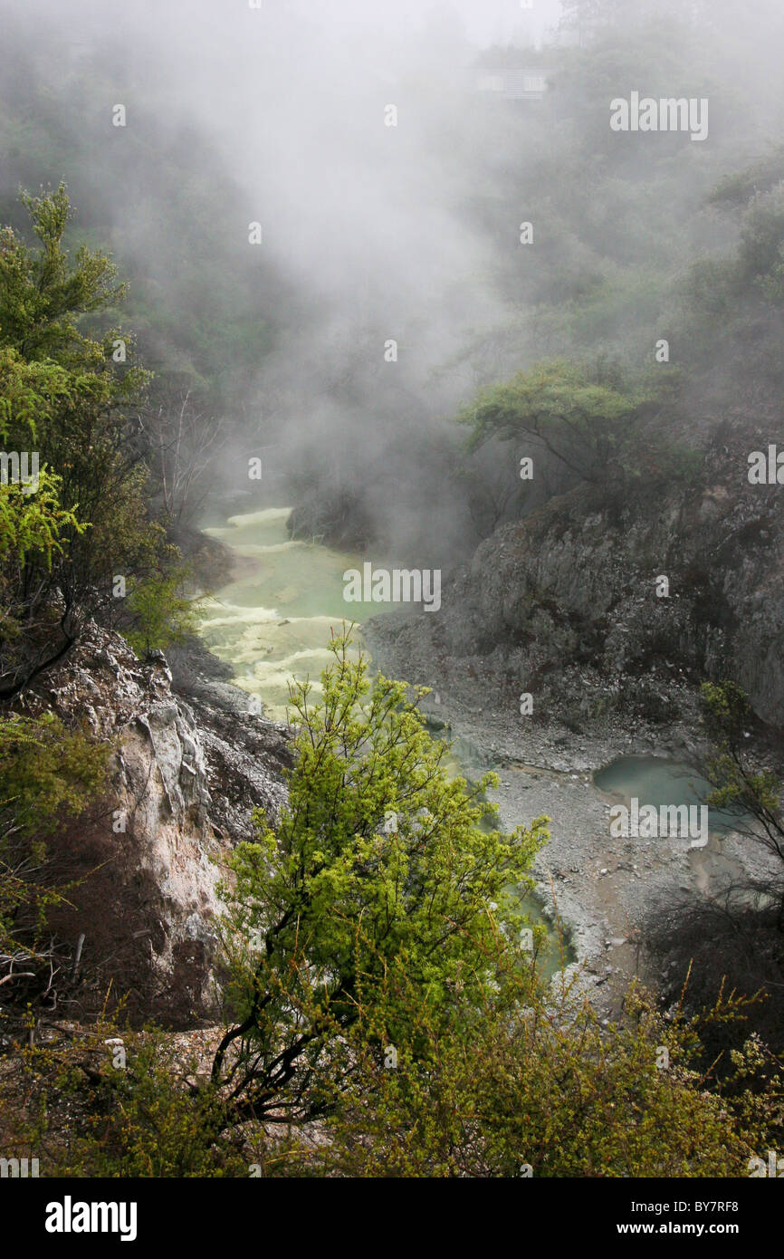 Geyser e sorgenti calde, a Rotorua, Nuova Zelanda Foto Stock