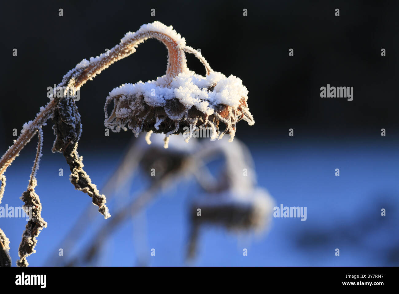 Un morto testa di girasole contemplati nel gelo e neve. Foto Stock