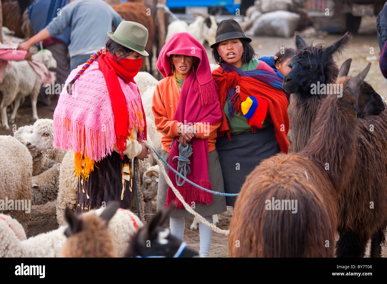 Sheep & Llama mercato di Saquisili, nr Latacunga, Highlands Centrali, Ecuador Foto Stock