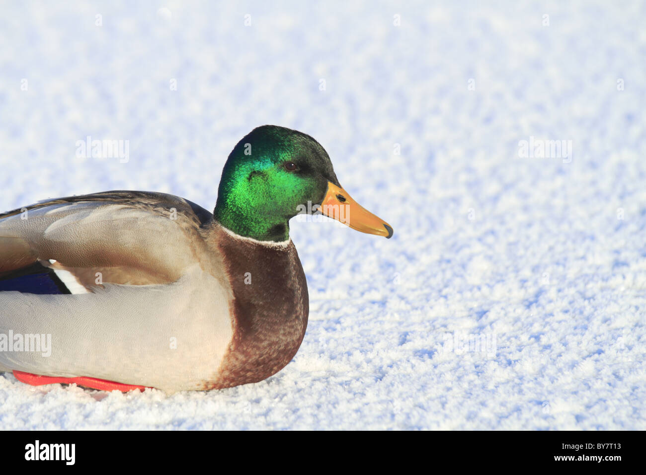 Un maschio adulto Mallard Duck (latino: Anas platyrhynchos) su un lago ghiacciato di superficie. Foto Stock