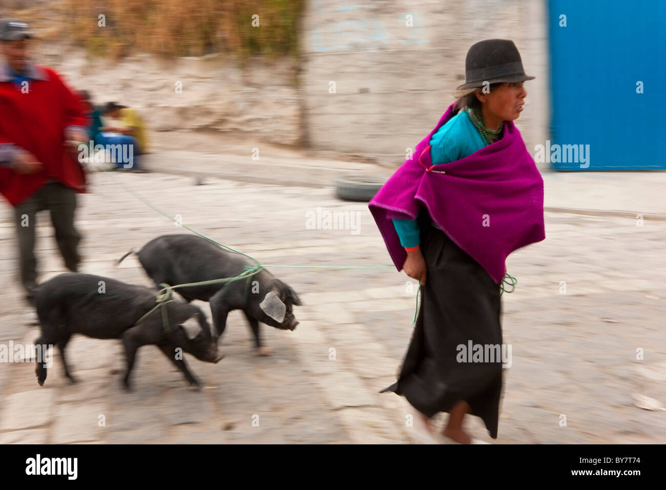 Donna prendendo home suini da mercato, Guamote, Highlands Centrali, Ecuador Foto Stock