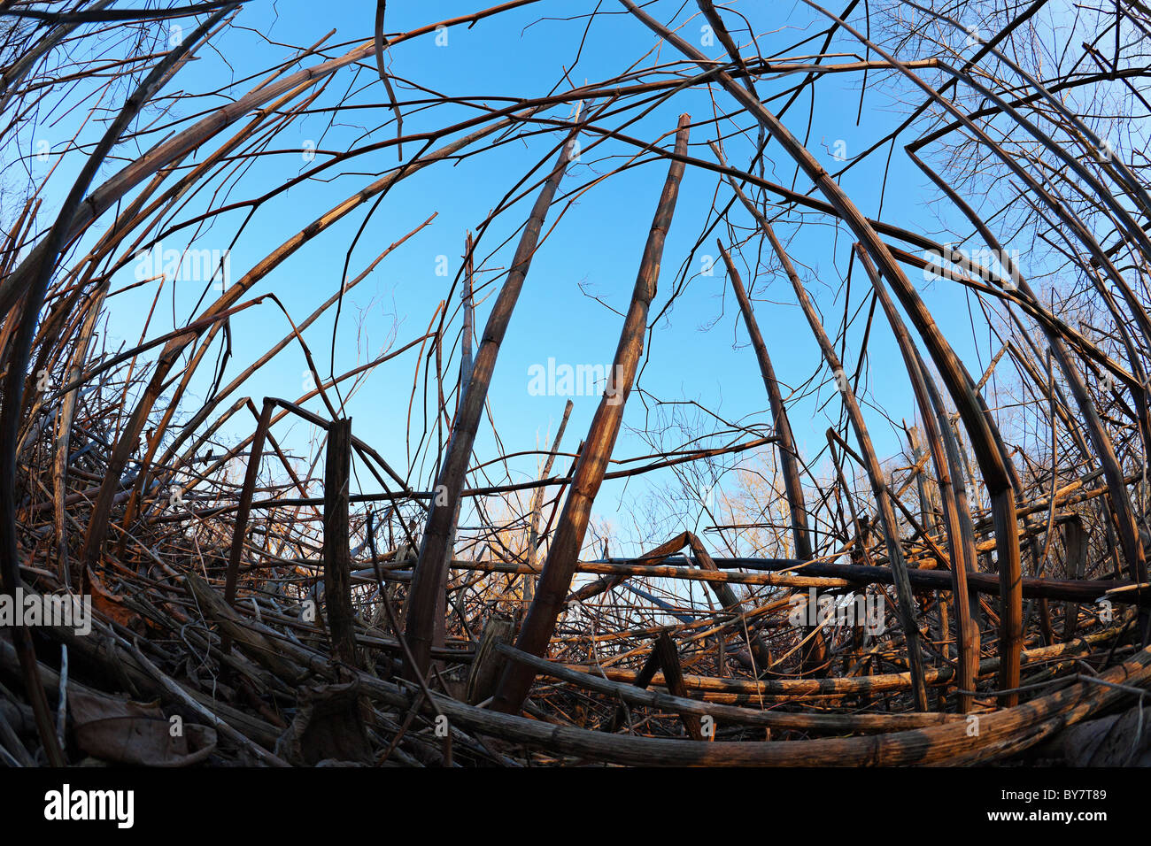 Una zona naturale superamento con il knotweed giapponese (Polygonum cuspidatum) . Sito naturel envahi par la renouée du Japon (Francia). Foto Stock
