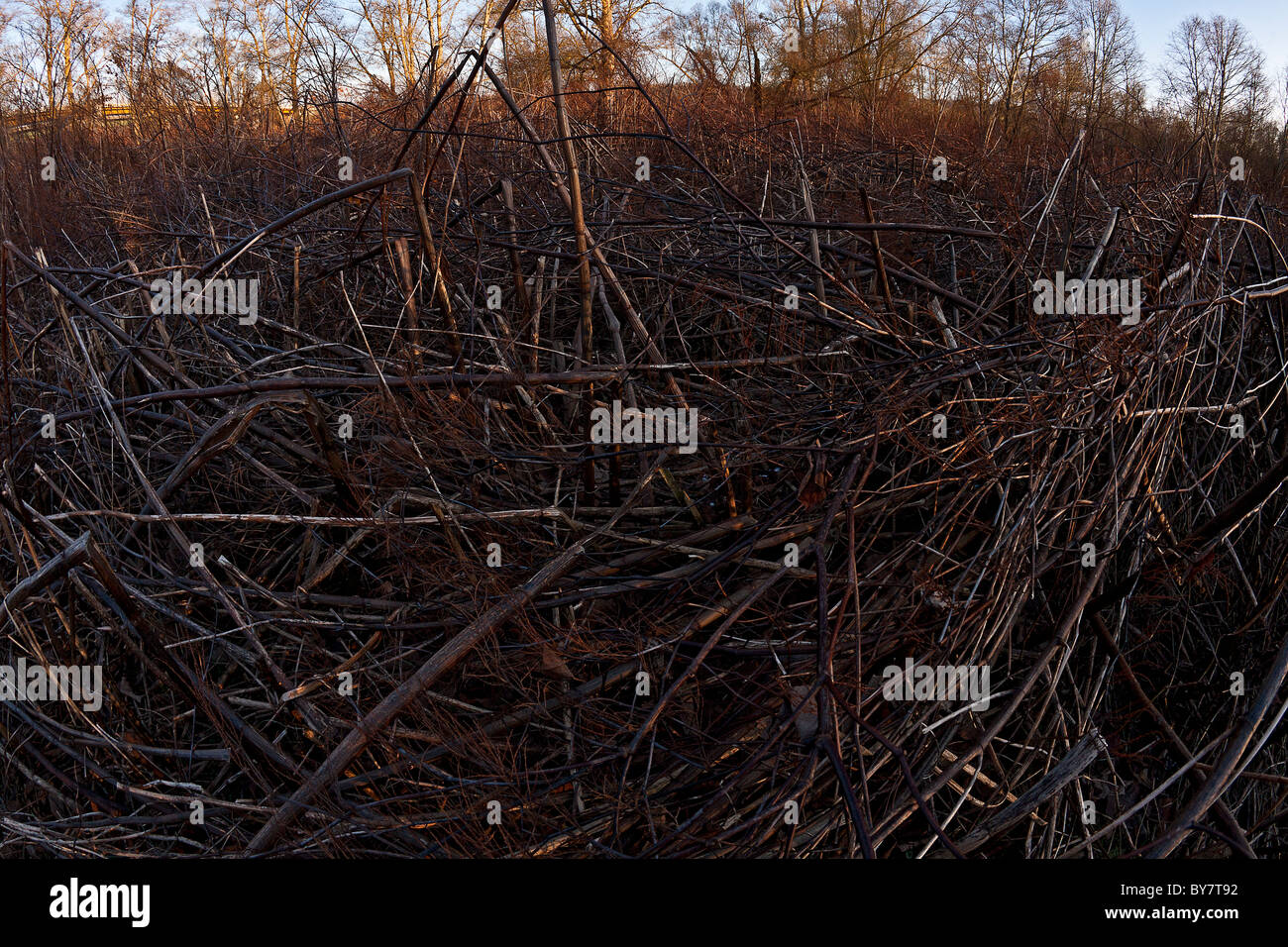 Una zona naturale ricoperta con il knotweed giapponese (Polygonum cuspidatum) . Sito naturel envahi par la renouée du Japon. Francia Foto Stock