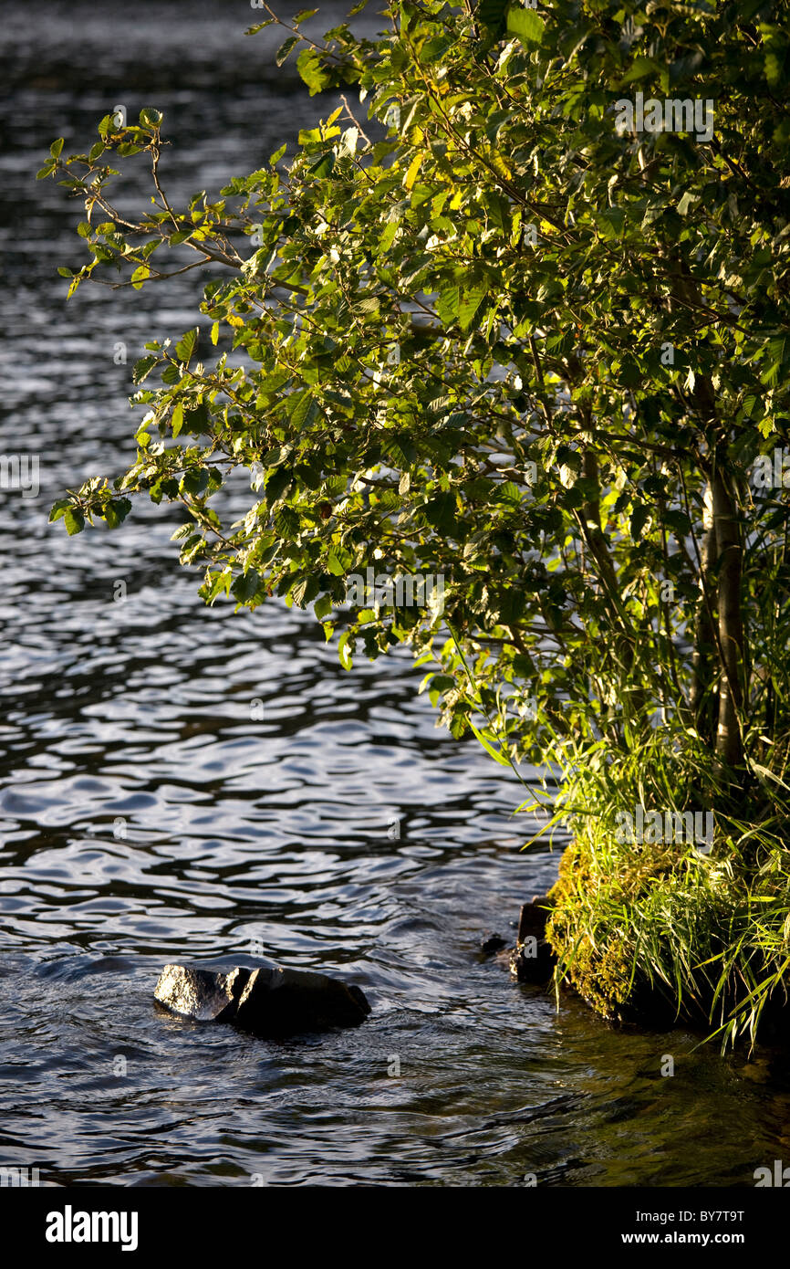 Serena acqua e terra scena con fogliame verde. Foto Stock