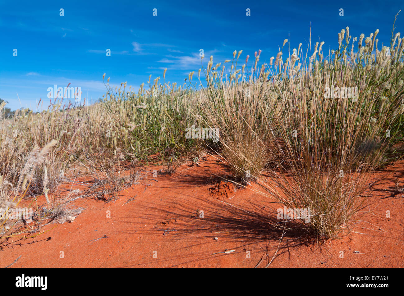 La vita nel deserto di sabbia Foto Stock