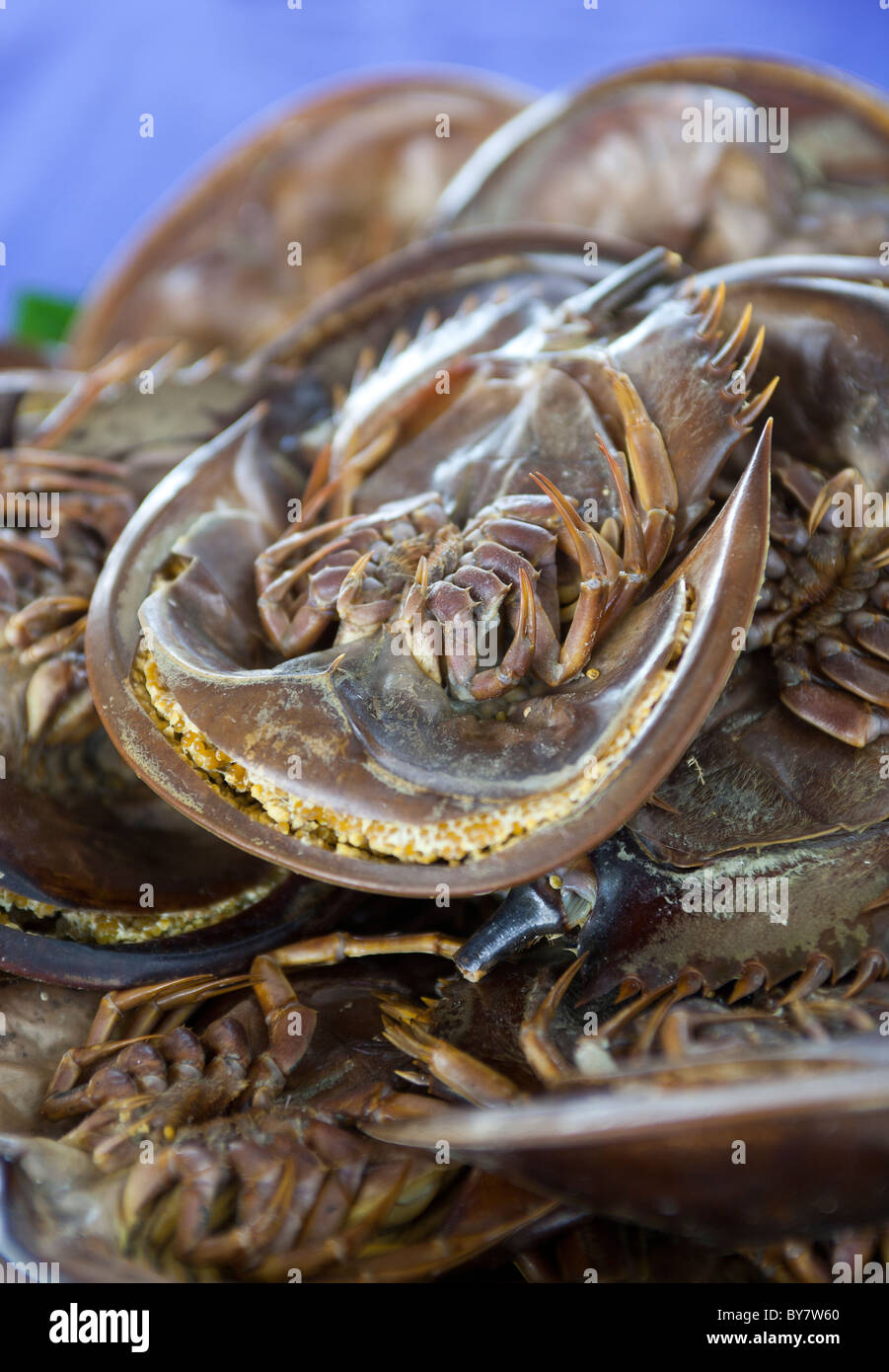 Granchio a ferro di cavallo in vendita a Patong Beach Phuket Thailandia - un esempio dello strano o strano cibo mangiato dalle persone di tutto il mondo Foto Stock