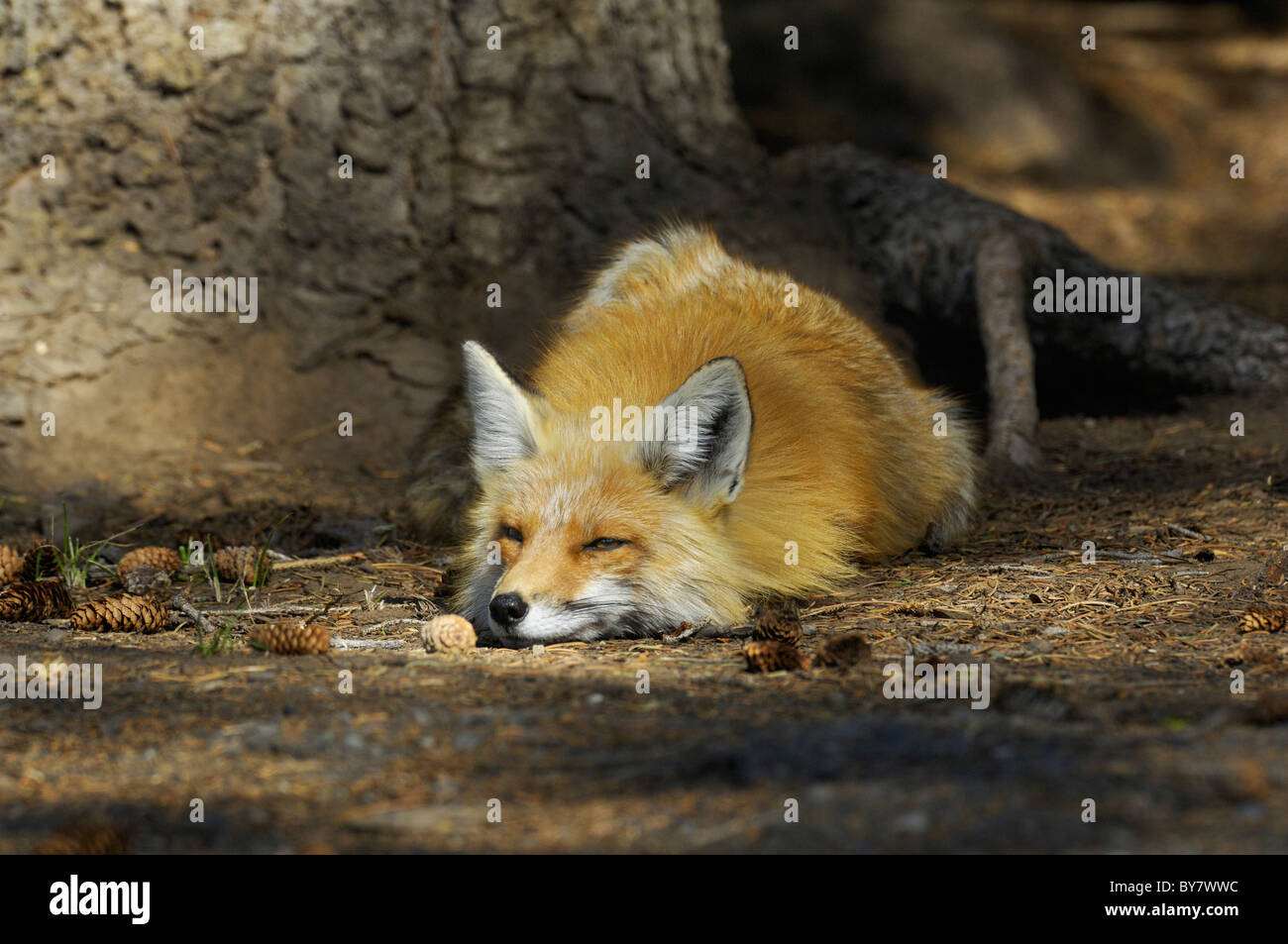 Red Fox (Vulpes vulpes vulpes) sonnecchiare. Foto Stock