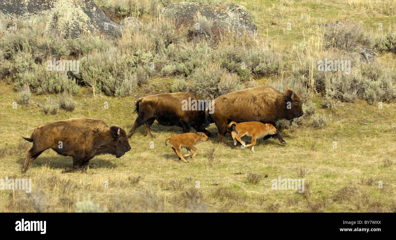 Bufalo americano di madri e neonati in esecuzione. Foto Stock