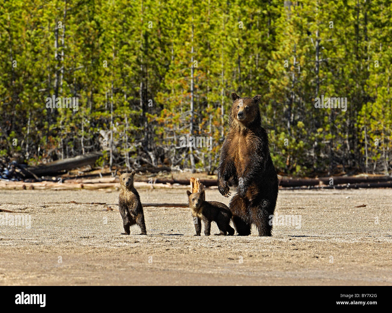 Grizzly madre con i cuccioli nel Parco Nazionale di Yellowstone. Foto Stock