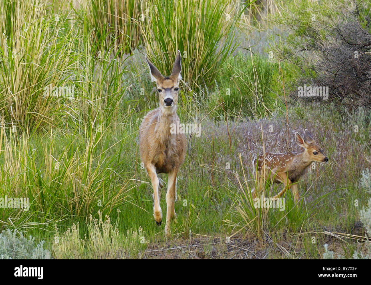 Mule Deer madre muovendo rapidamente con cerbiatti. Foto Stock