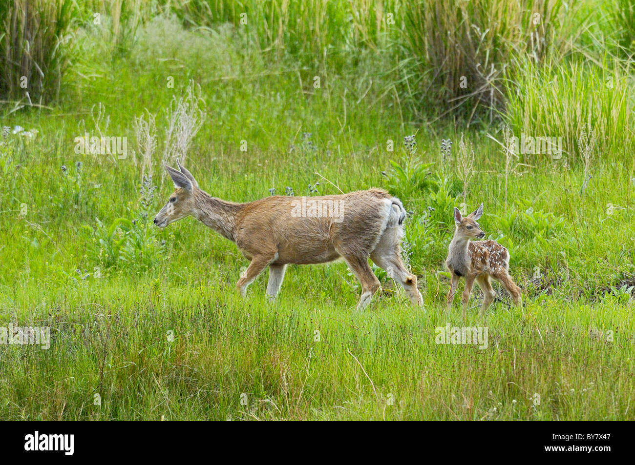 Mule Deer madre con cerbiatti. Foto Stock