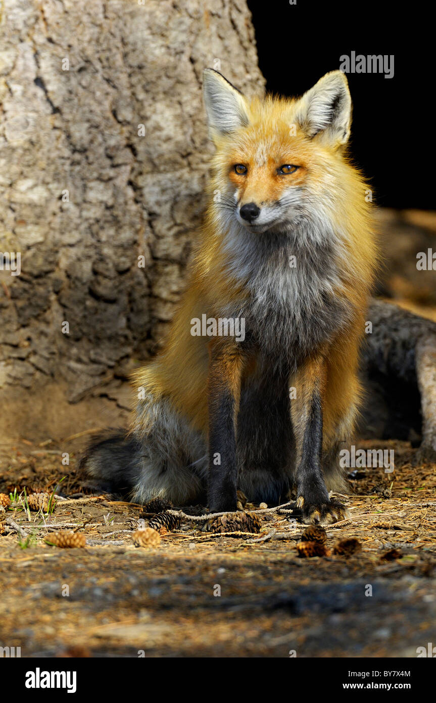 Red Fox (Vulpes vulpes vulpes) Foto Stock