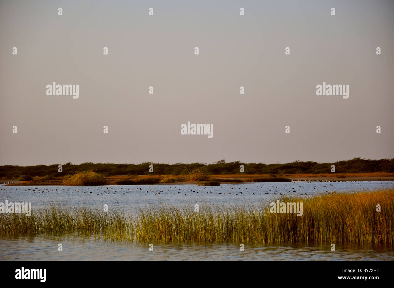Vista di un lago in Gujarat, India Foto Stock
