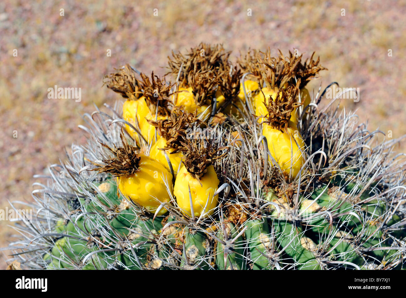 Blooming Candybarrel cactus Saguaro National Park Tucson in Arizona Foto Stock