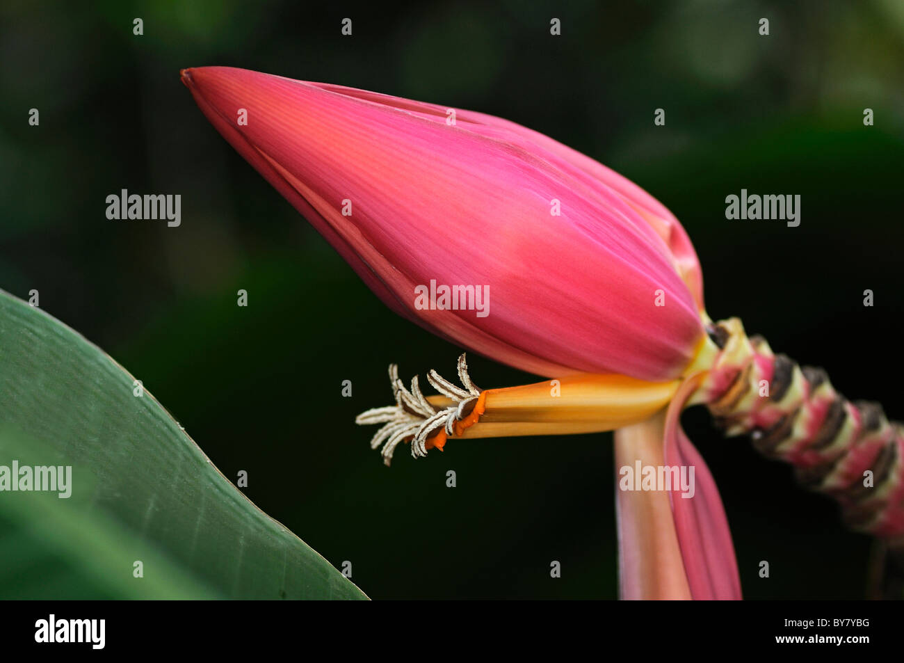 Fiore di India nano banana, Musa mannii Foto Stock