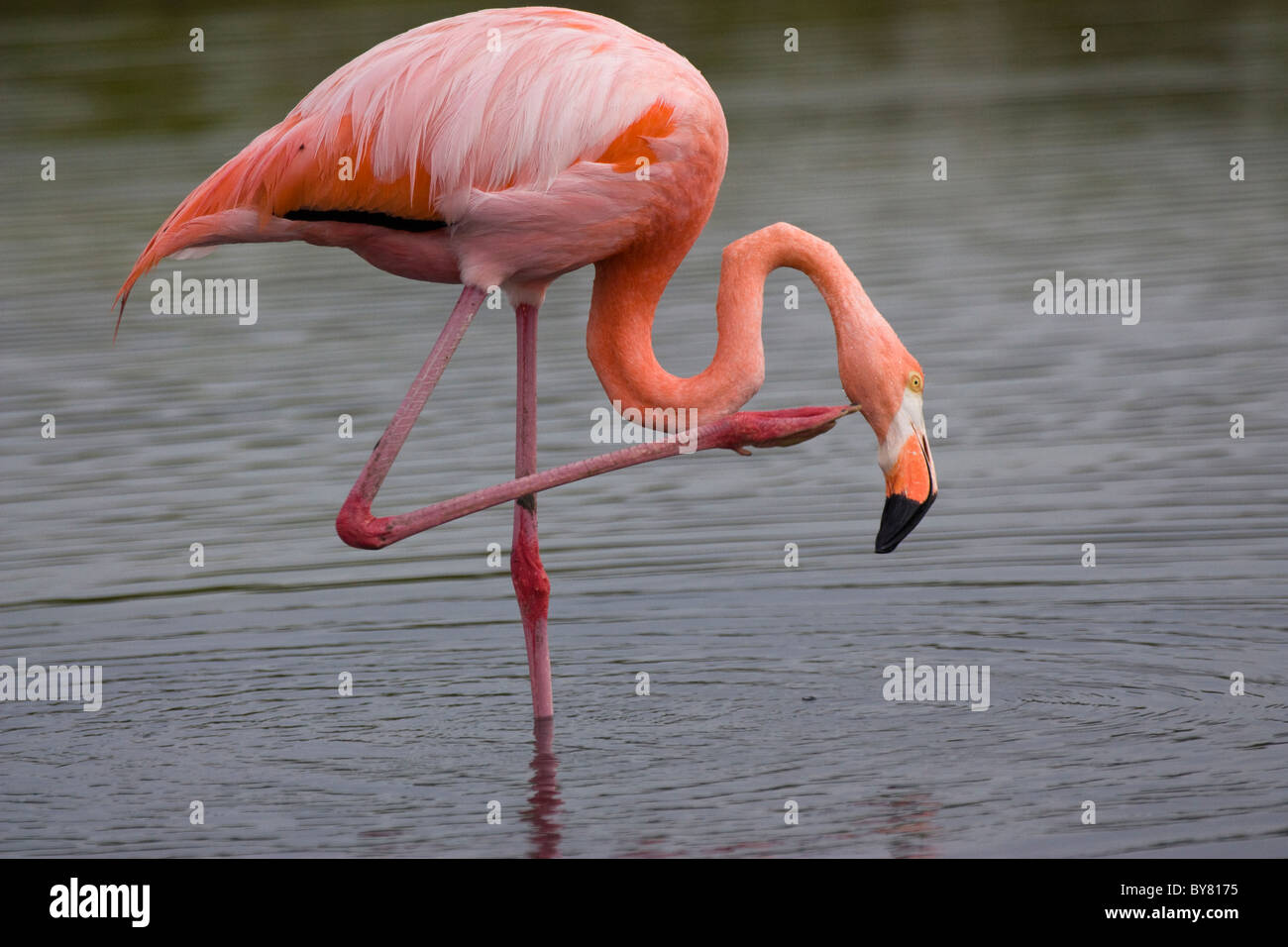 Gli uccelli fenicottero maggiore Phoeicopterus ruber Santa Cruz infaticabile las Bachas le isole Galapagos Foto Stock