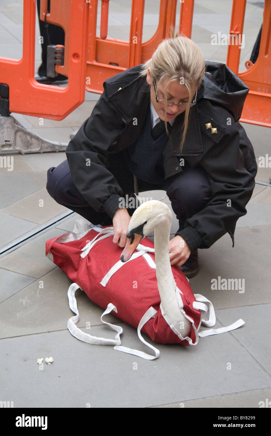 RSPCA protezione animale officer il salvataggio di un cigno da Southmead shopping centre, bagno, REGNO UNITO Foto Stock